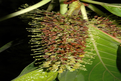 Hymenodictyon orixense